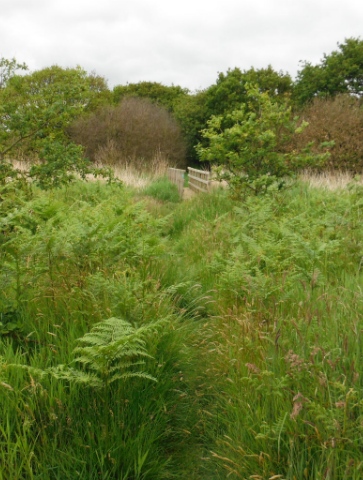 ´Footpath