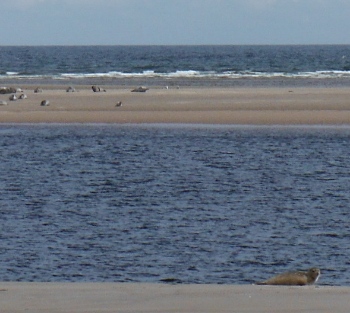´Seals