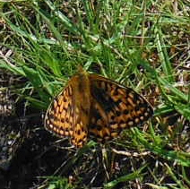 ´Butterfly´