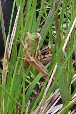 ´Cricket´
