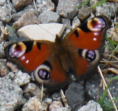 ´Peacock